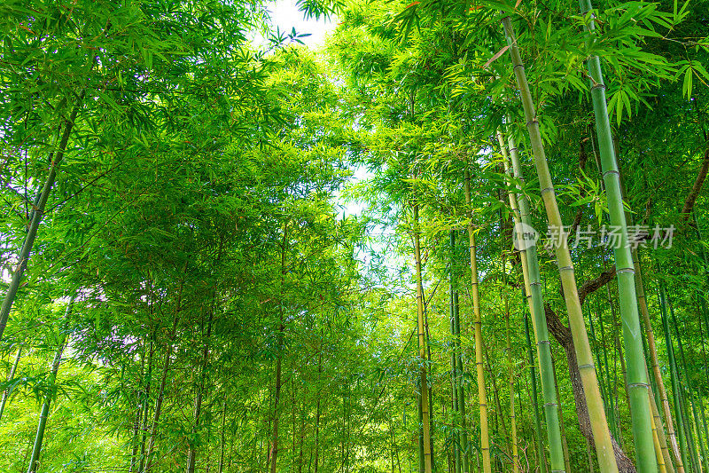 竹林在木仓柴，Yen Bai，越南。美丽的绿色自然背景。自然和背景概念。